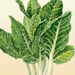 Silverbeet Fordhook Giant