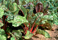 Silverbeet Ruby Red Chard