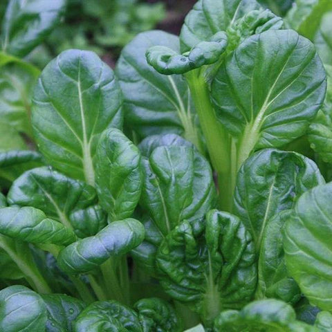 Salad Greens Tatsoi