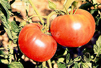 Tomato Ponderosa Pink