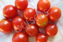Tomato Riesentraube