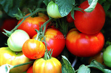 Tomato Rouge De Marmande