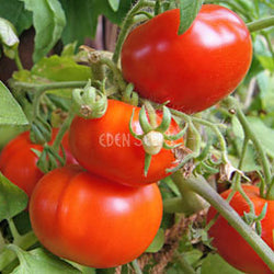 Tomato Scoresby Dwarf