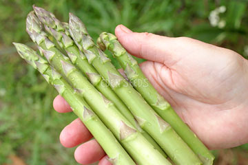 Asparagus Mary Washington