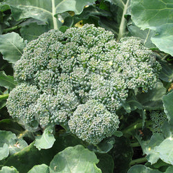Broccoli Calibrese