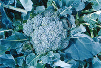Broccoli Di Cicco Early
