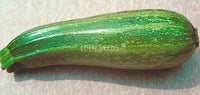 Zucchini Cocozelle