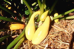 Zucchini Golden Arch