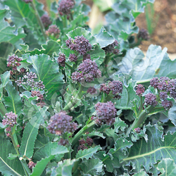 Broccoli Purple Sprouting Early