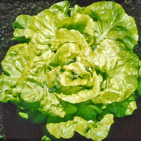 Lettuce Buttercrunch