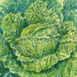 Cabbage Vertus