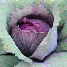 Cabbage Red Acre