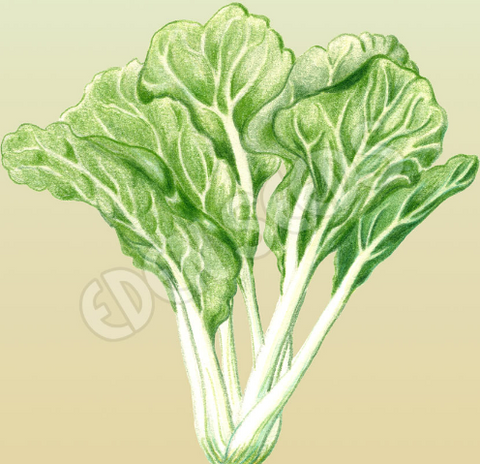 Cabbage Chinese Bok Choi