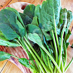 Spinach English Winter Giant