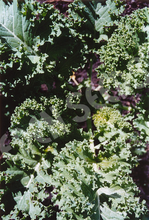 Kale Dwarf Green