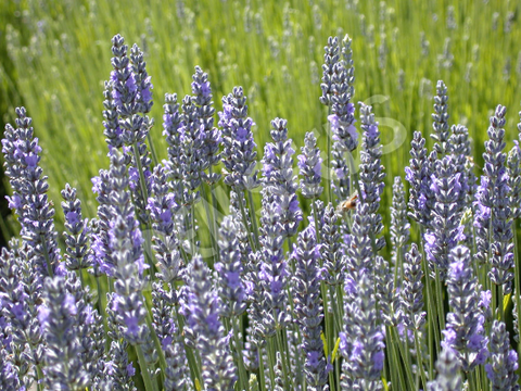 Lavender True