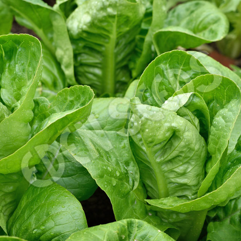Lettuce Little Gem