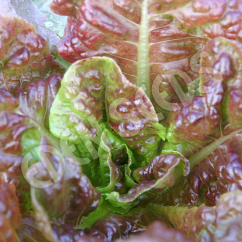 Lettuce Marvel of Four Seasons