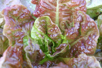Lettuce Marvel of Four Seasons