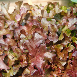 Lettuce Oak Leaf Red