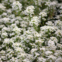 Alyssum Carpet of Snow