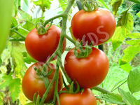 Tomato Lutschist