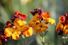 Wallflower Single Flowered Mix